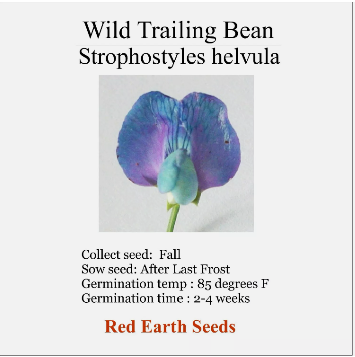 Wild Trailing Bean - 20 seeds - Strophostyles helvula