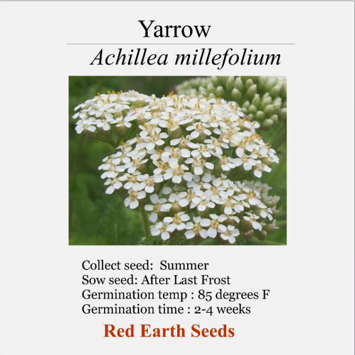 Yarrow - 10 seed heads - Achillea millefolium